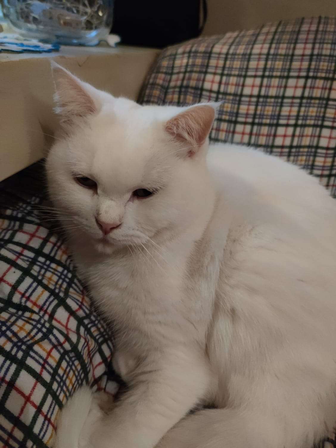 this is a friends kitty cat, named luna! i have slept over and confirmed she is absolutely soft and very pet'able. if you are reading this, this is a placeholder description until said kitty owner writes descriptions for the photos >:3